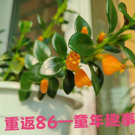 重返童年作文800字