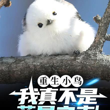 重生小鸟之进化凤凰系统